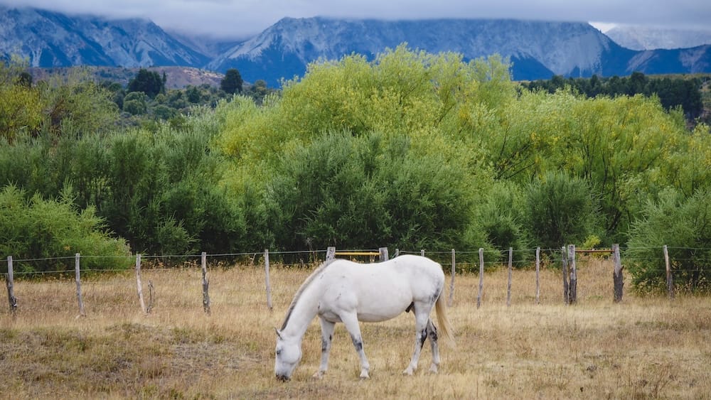 White horse grazing in rural Cholila, Argentina, with green vegetation and the Andes in the background, illustrating the transition zone where Patagonia’s dry steppe begins to shift into wetter Andean landscapes.