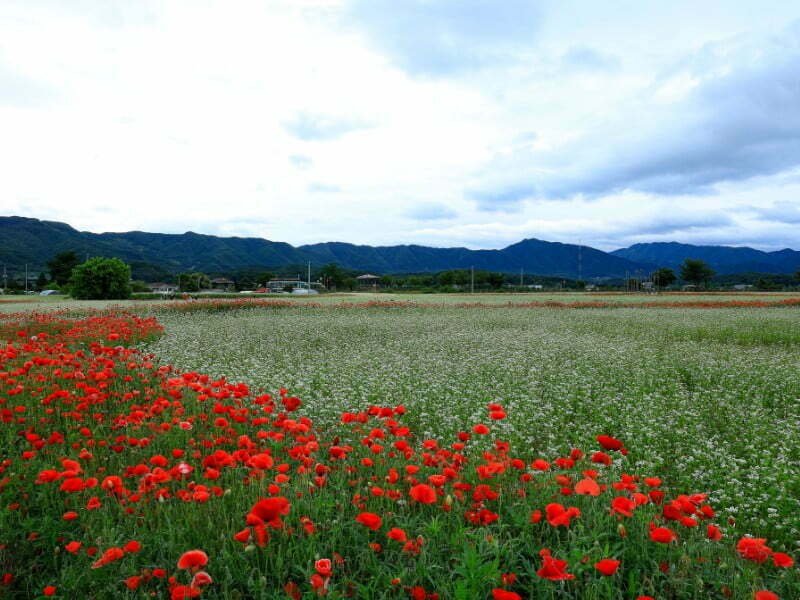 Chuncheon Travel Guide: Things to do in Chuncheon, South Korea offering scenic views 