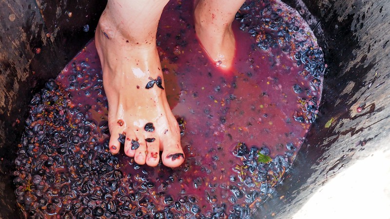 Close up shot of someone’s feet stomping on grapes at La Vinyeta Cellar