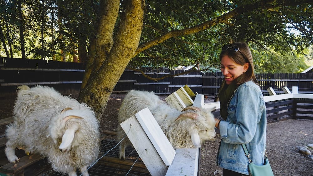 Audrey Bergner with Angora goats in Colonia Suiza near Bariloche, Patagonia, Argentina Audrey Bergner smiles while petting white Angora goats inside a shaded animal enclosure in Colonia Suiza near Bariloche, Río Negro, Patagonia, Argentina, with wooden fencing and trees surrounding the pen.