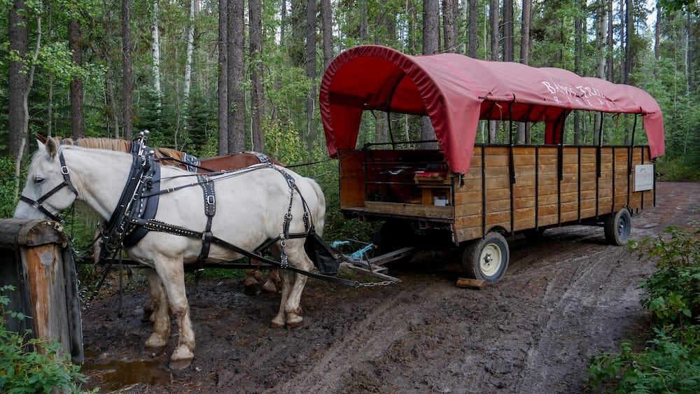 Llegada del carruaje cubierto, sendero boscoso, Banff Trail Riders, Banff, Alberta, Canadá Un carruaje cubierto rojo tirado por dos caballos se encuentra estacionado en un sendero boscoso en Banff, Alberta, Canadá, después de llegar para la parrillada Cowboy Cookout de Banff Trail Riders.