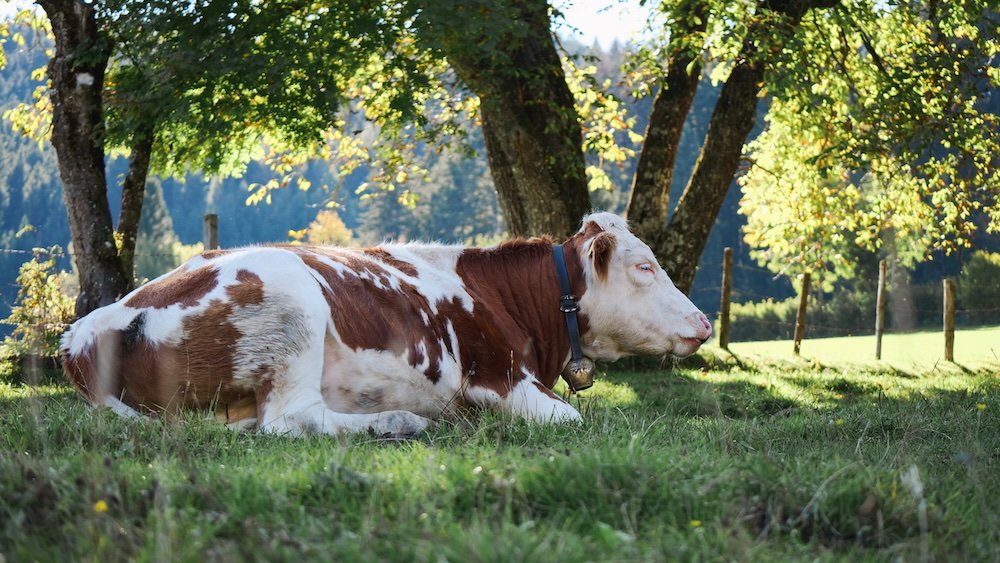 Cow wearing a bell we encountered in Werfen, Austria 