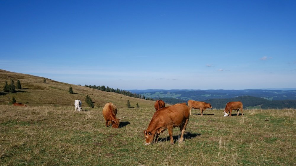 Cows grazing in the Black Forest region of Germany 