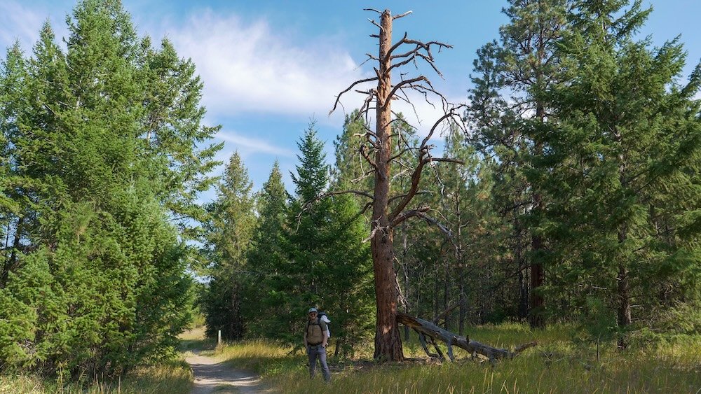 Cranbrook, BC forest trail scene featuring Nomadic Samuel hiking the Cranbrook Community Forest with baby Aurelia, showcasing a nature-first family itinerary with wide paths, tall pines, and an easygoing outdoor experience close to town.
