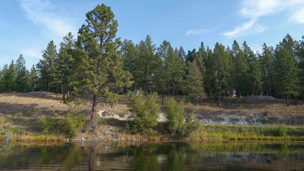 Idlewild Park in Cranbrook, British Columbia, featuring calm river water, grassy banks, and pine forest scenery, highlighting one of the city’s most peaceful parks for easy walks, wildlife spotting, and slowing down outdoors.