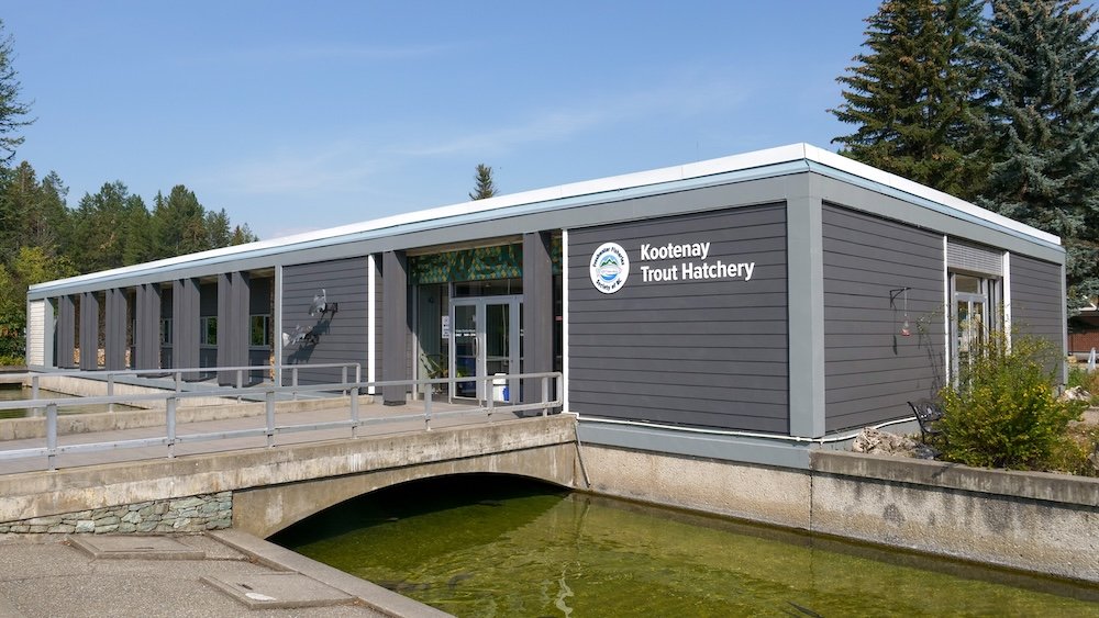 Cranbrook, BC’s Kootenay Trout Hatchery Visitor Centre, a family-friendly stop with ponds beside the building—perfect for a quick day trip when driving between Cranbrook and Fernie in the East Kootenays.