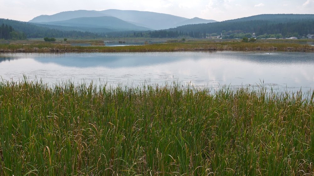 Cranbrook, BC in summer: calm water and tall reeds frame Lake Elizabeth’s wetland scenery, with forested hills and soft mountain views beyond—an easy, peaceful stop for a slow walk, birdwatching, and relaxed nature photography.