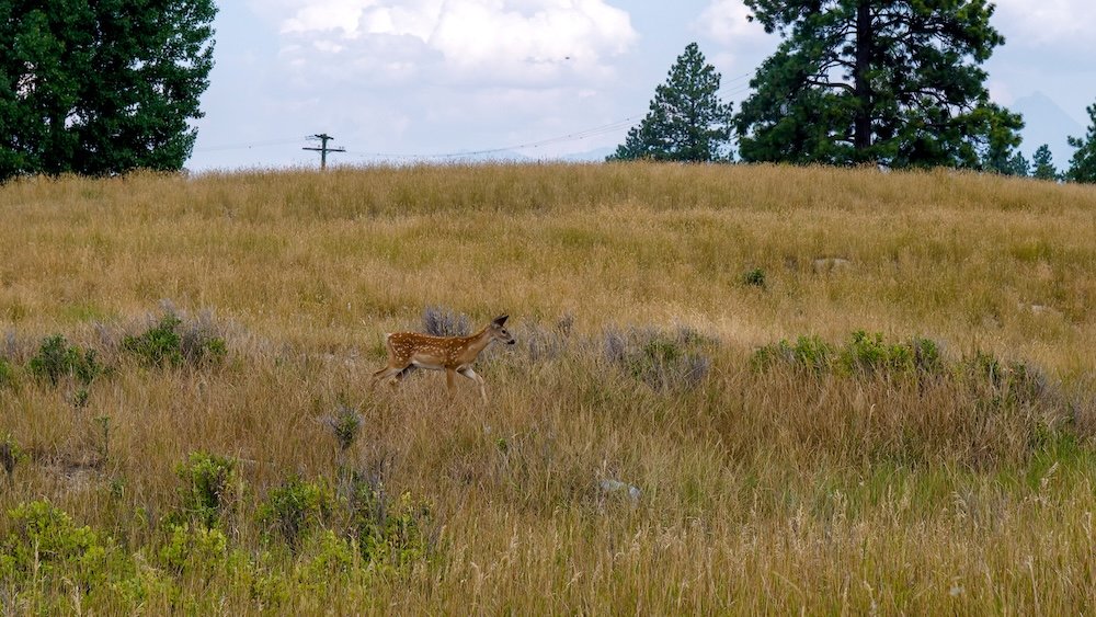 Deer in golden grass at Elizabeth Lake in Cranbrook BC Golden summer grassland at Elizabeth Lake in Cranbrook, British Columbia, with a spotted deer moving quietly through the tall dry grasses while pine trees, distant hills, and a soft cloudy sky frame the peaceful wildlife scene.
