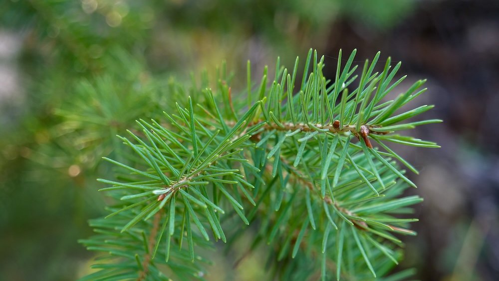 Cranbrook Community Forest, British Columbia: close-up macro view of fresh evergreen pine needles highlighting fine textures, vibrant green tones, and quiet forest details encountered along peaceful hiking trails in the East Kootenays.