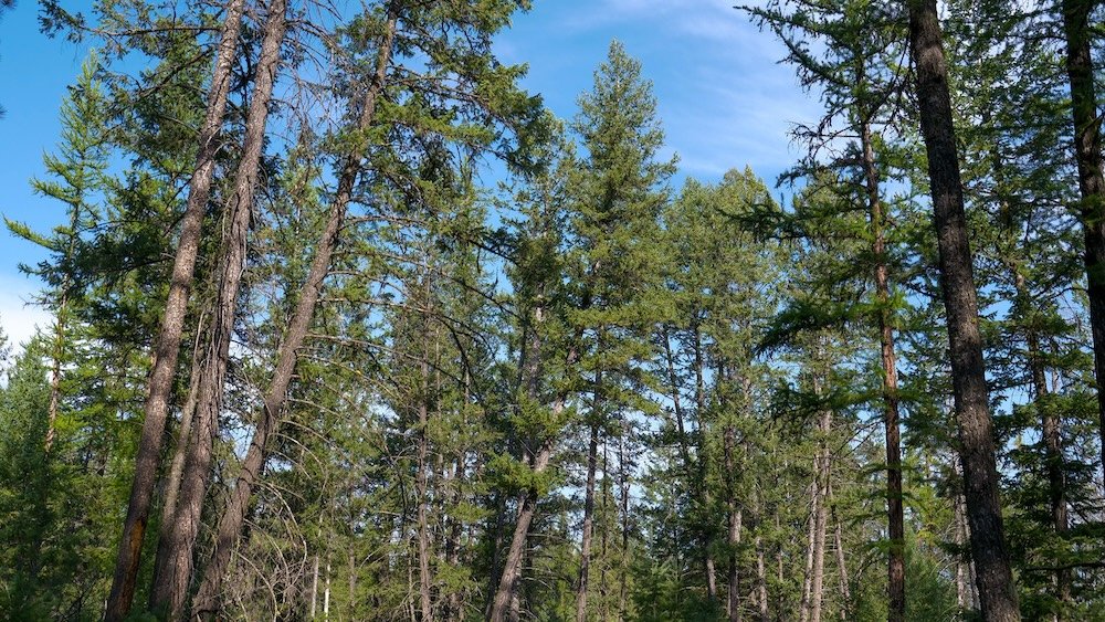 Cranbrook Community Forest near Cranbrook, BC, showing tall pine and mixed conifer trees along a peaceful trail, highlighting the natural scenery and forest landscape hikers experience on an easy day trip close to town.