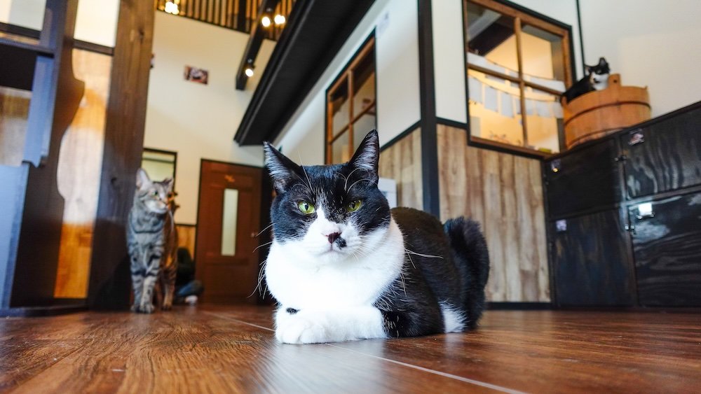 Cute black and white cat from a ground level perspective at the Cat Cafe and Cat Rescue Centre 猫の月さくらやま in Takayama, Japan 