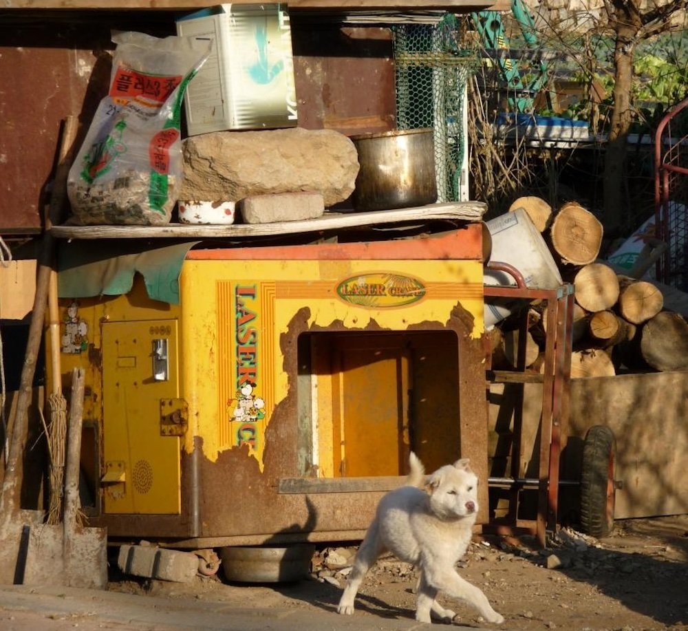 Cute dog in a rural area of Gyeongju, South Korea 