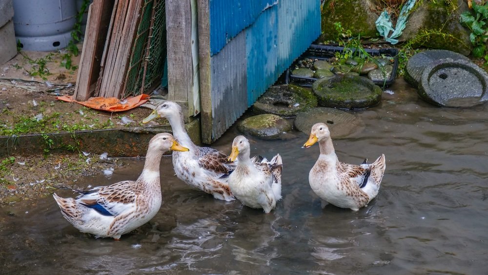 Cute ducks playing in the water visiting Kiyotsu Gorge, Japan