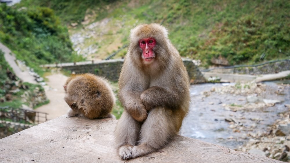 Cute Japanese Snow Monkeys posing and looking funny at Jigokudani Park in Nagano, Japan