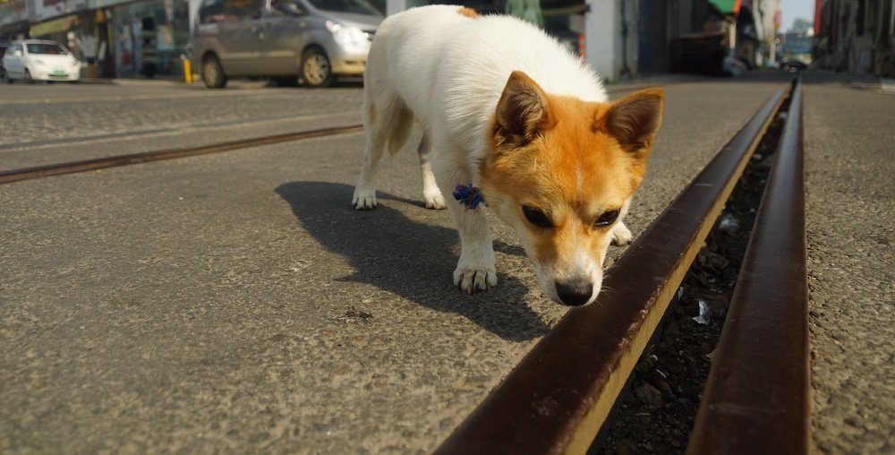 Cute Korean dog we met in Pyeongtaek, Korea 