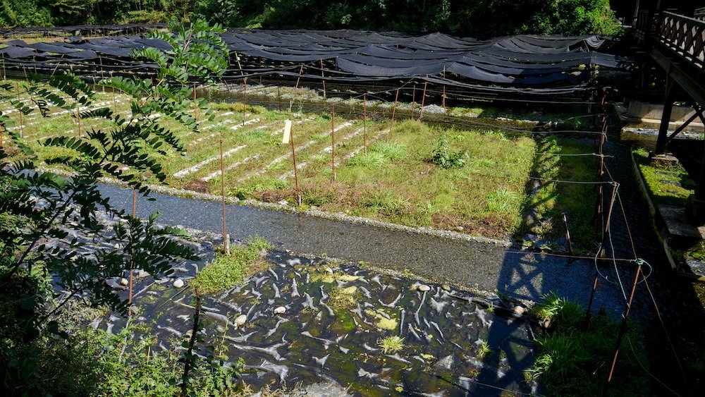 Daio Wasabi Farm visit from Matsumoto included many hands on moments like this