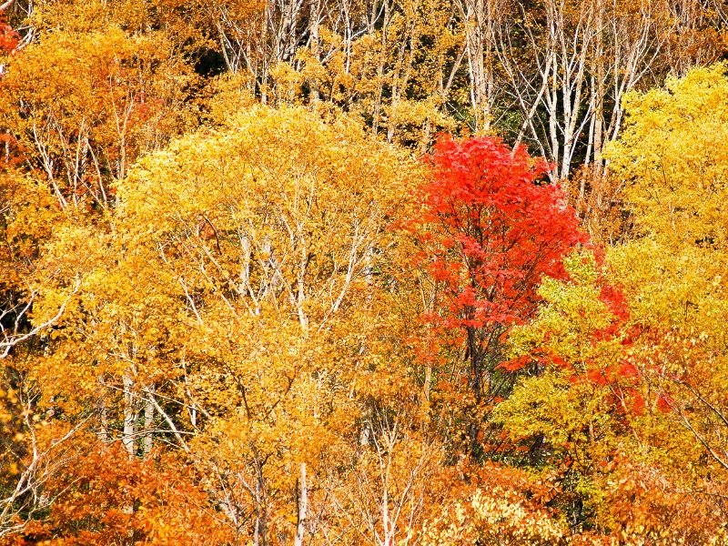 Daisetsuzan National Park stunning autumn colours are a feast for the eyes as a day trip option from Obihiro, Japan