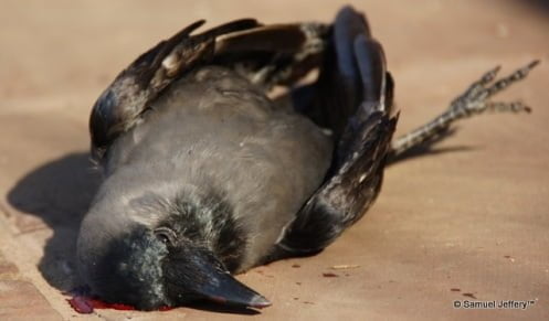 Dead bird with blood oozing out of its head - Agra, India