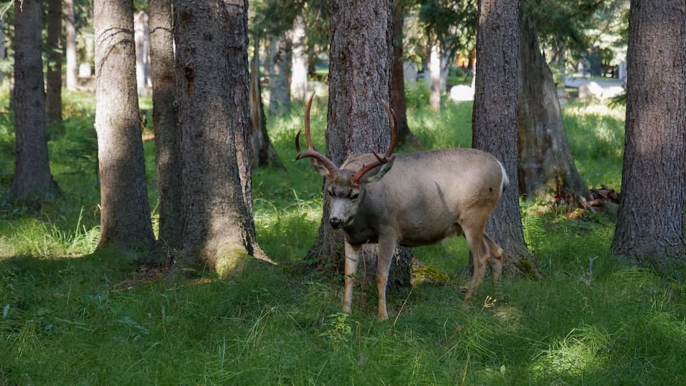 Deer sighting in a forested area near Banff National Park, Alberta, Canada A young buck deer with antlers still in velvet stands among tall pine trees and long grass in a forested area of Banff National Park, Alberta, Canada.