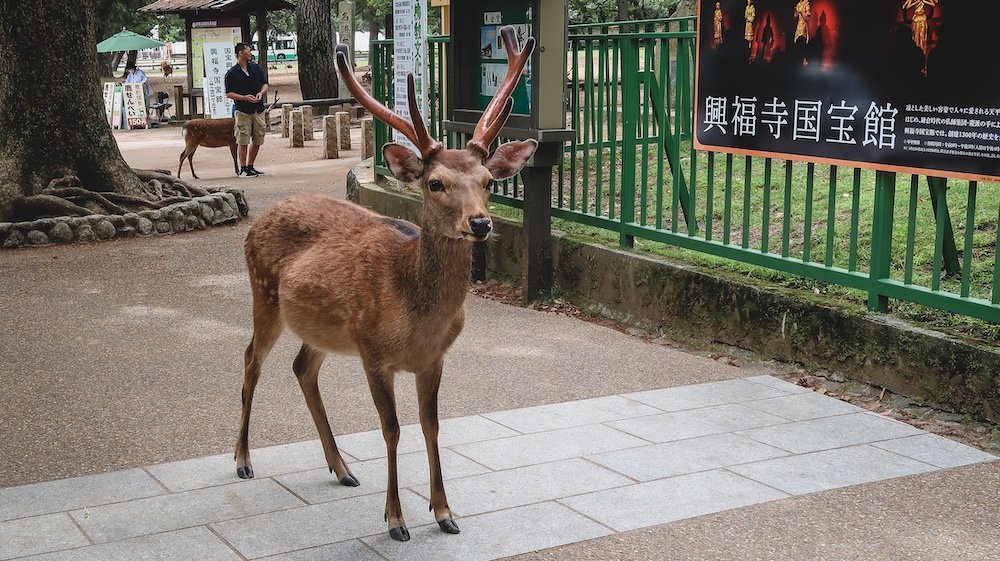 Deer we encountered on a day trip to Nara from Osaka 