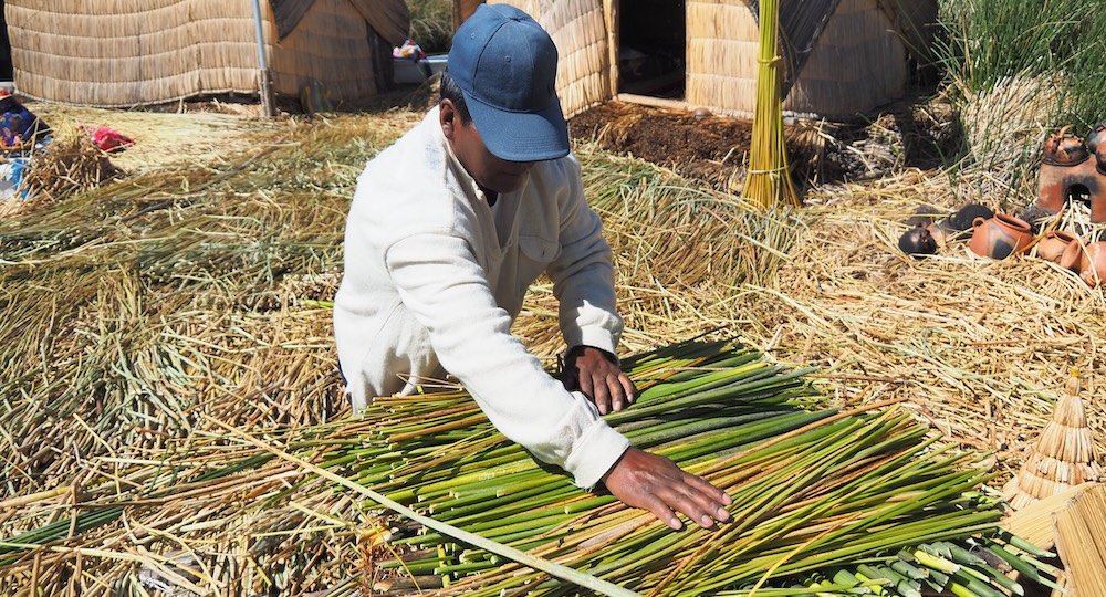 Demonstration of how the reed floating islands are made by the Uros people of Lake Titicaca, Peru 