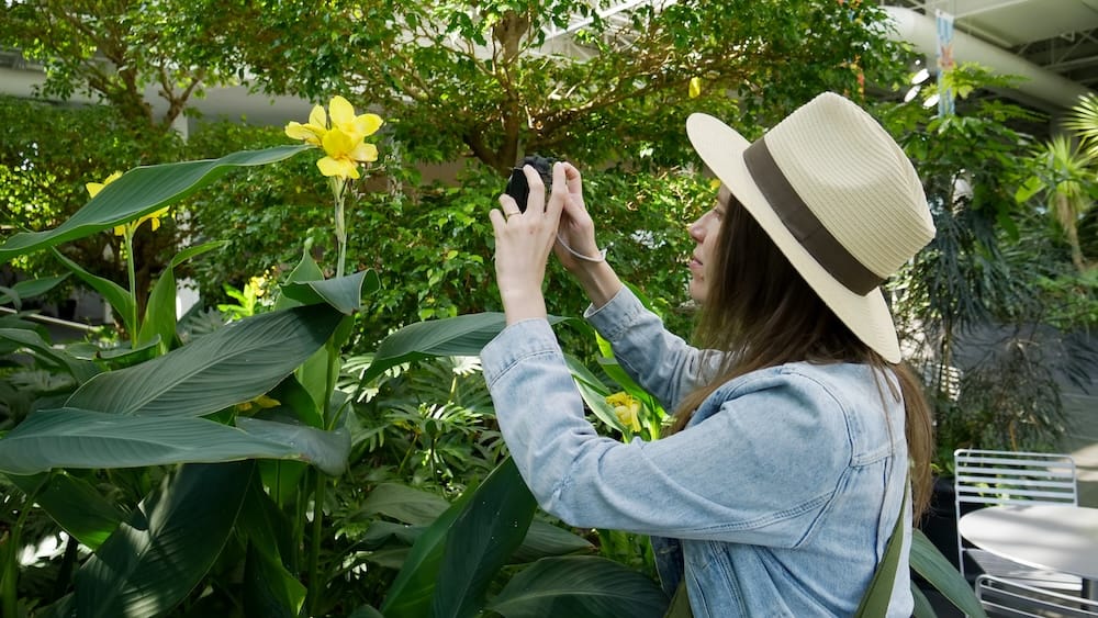 Devonian Gardens Calgary Alberta Canada with Audrey Bergner Photographing Tropical Plants Indoors Audrey Bergner photographs yellow flowers and dense tropical plants inside Devonian Gardens in Calgary, Alberta, Canada, wearing a sun hat and denim jacket amid the indoor greenery.