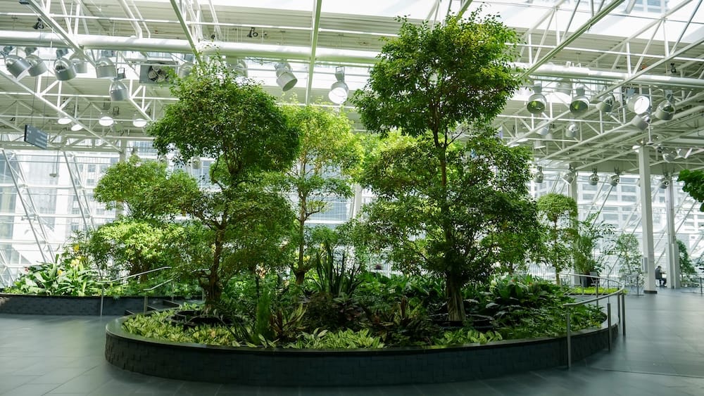 Vista amplia de Devonian Gardens en Calgary, Alberta, Canadá, con árboles maduros de interior, vegetación tropical densa y un techo vidriado que inunda el jardín de luz natural.
