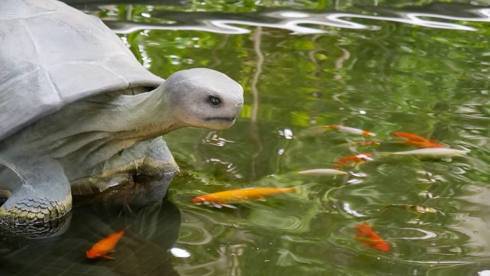 Una tortuga descansa al borde de un estanque junto a peces naranjas y blancos dentro de Devonian Gardens en Calgary, Alberta, Canadá, con reflejos de vegetación en el agua.