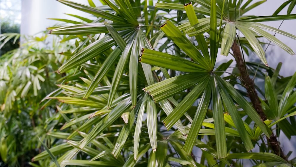 Primer plano de hojas de palma tropical con forma de abanico dentro de Devonian Gardens en Calgary, Alberta, Canadá, mostrando las texturas verdes y densas del jardín interior.