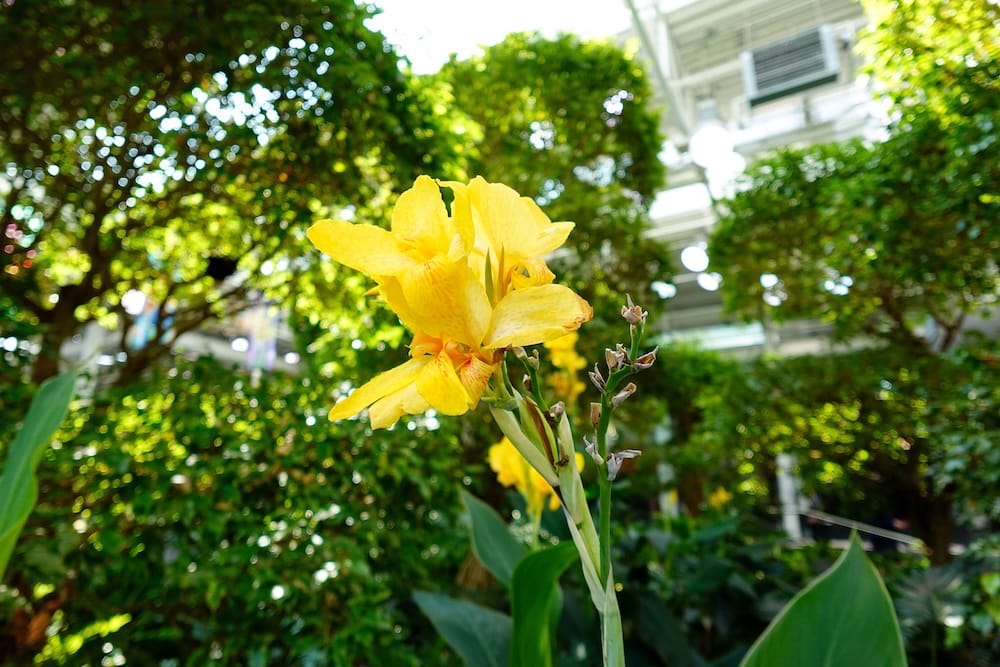 Primer plano de una flor amarilla brillante rodeada de vegetación tropical densa dentro de Devonian Gardens en Calgary, Alberta, Canadá, con la estructura interior luminosa detrás.