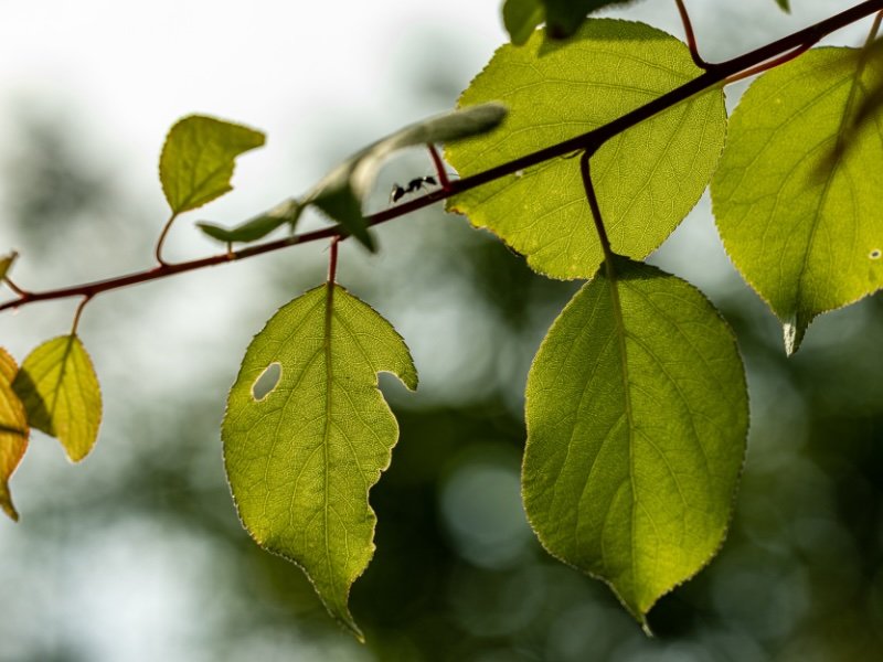 Distinct foliage and natural beauty in Jecheon