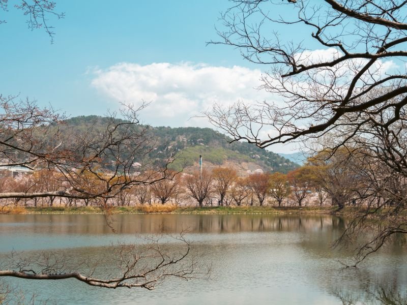 Distinct Spring nature scenery at Jinhae Eco-Park in Changwon, Korea