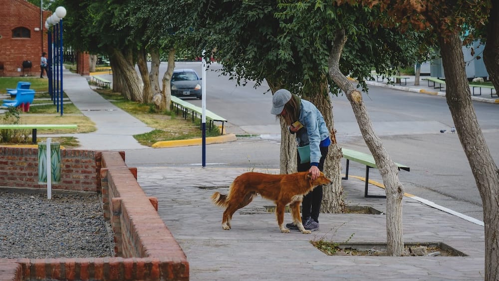 Audrey Bergner pausing to pet a street dog under trees in Dolavon Patagonia Argentina, capturing a quiet slow travel moment in a nearly empty Welsh-Patagonian village during off-hours.
