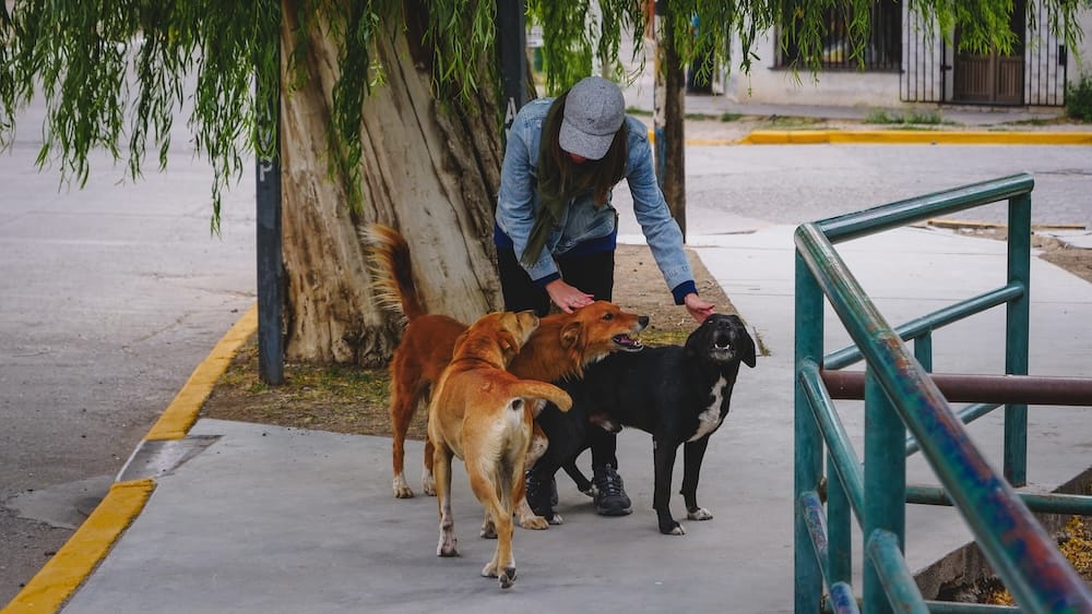 Dolavon Patagonia street dogs under willow tree with Audrey Bergner experiencing quiet rural local life Dolavon, Chubut Patagonia — Audrey Bergner crouches beneath a willow tree petting friendly local street dogs on a quiet sidewalk, capturing the relaxed, small-town charm and unexpected everyday encounters in hidden Patagonia destinations.