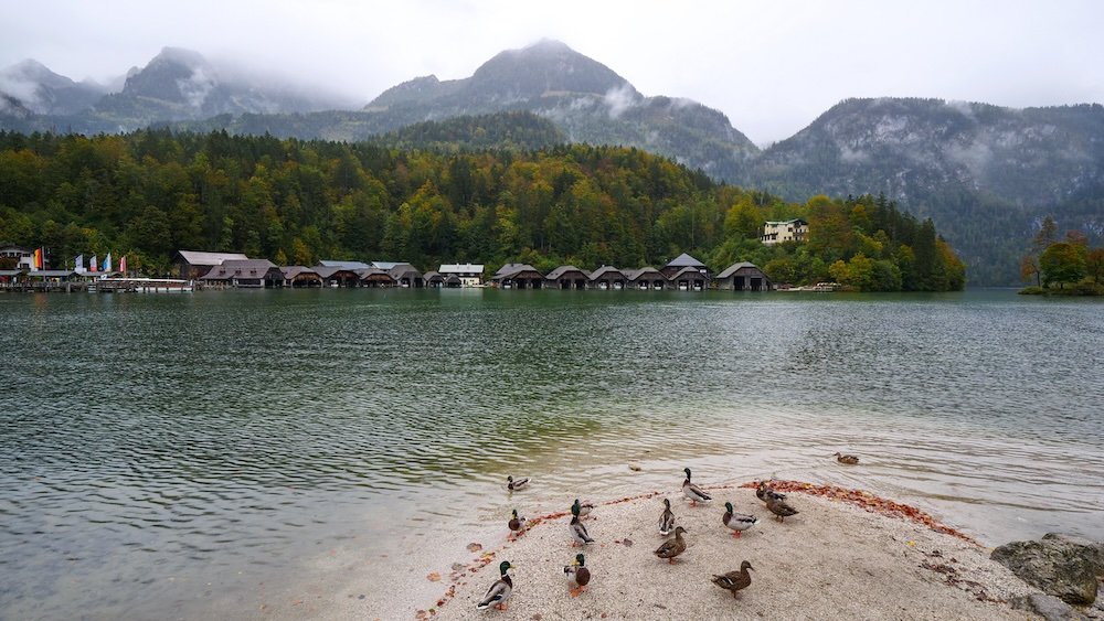 Ducks gathered by the lake of Berchtesgaden National Park in Germany