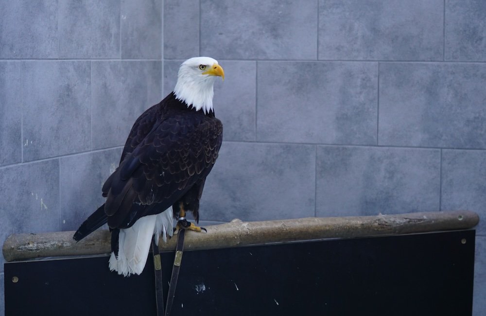 Eagle we spotted on Rugen Island, Germany 