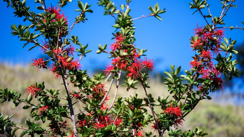 El Chaltén, Argentina: Native Patagonian shrubs burst with vivid red blossoms along a hiking trail, highlighting the hardy flora that thrives in the windy mountain environment and adds unexpected color to treks through Los Glaciares National Park.
