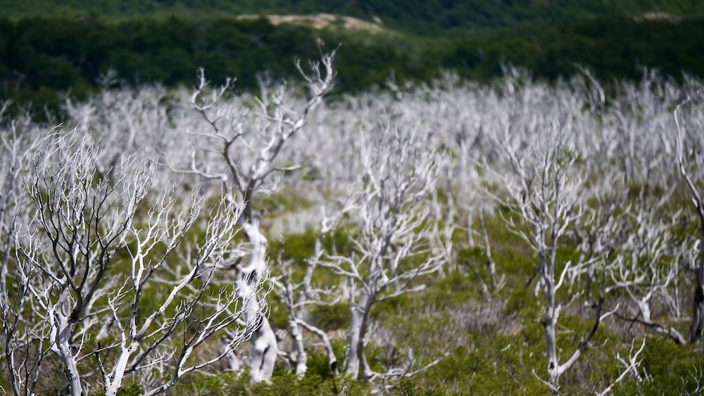 Distinct forest in El Chaltén, Patagonia, with pale, wind-sculpted trees spreading across open terrain—an unusual and atmospheric landscape that highlights the region’s harsh climate and unique Patagonian ecology.
