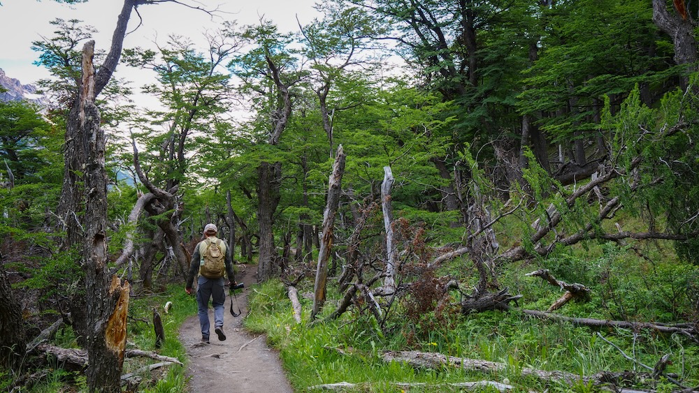 El Chaltén’s forested hiking trail on the way to Laguna Torre, where Nomadic Samuel walks through twisted lenga trees and sheltered greenery, showing how Patagonian trails can feel calm and protected even on windy days.