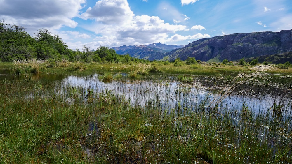 El Chaltén, Patagonia wetland scenery along a quieter Plan B hike near Chorrillo del Salto, with calm water reflections, grasses, forest edges, and distant hills offering a peaceful alternative when wind or crowds disrupt bigger trail plans.