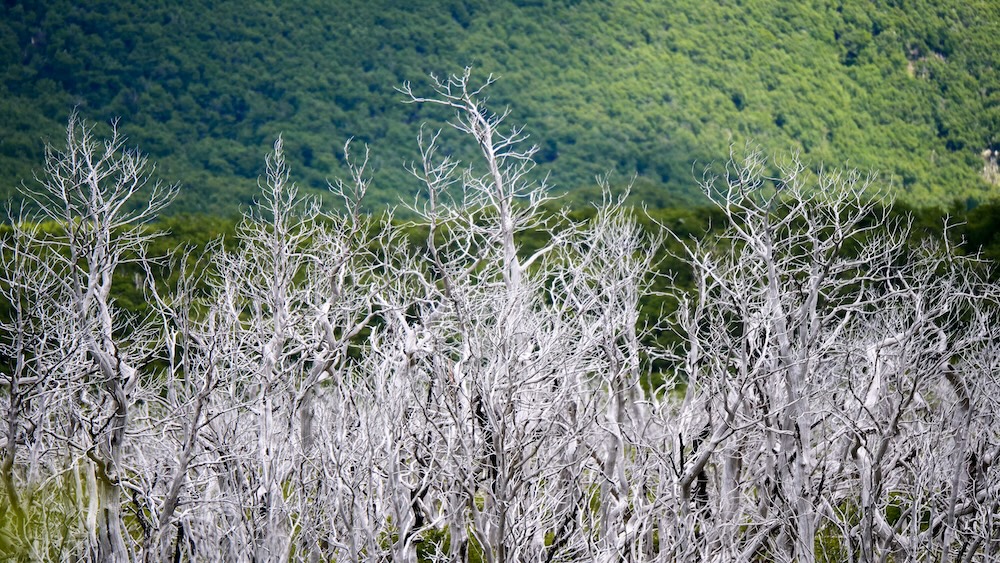 El Chaltén, Patagonia — ghostly white lenga tree trunks stand against lush green mountainsides, showcasing the surreal natural textures and wild forest scenery found along hiking trails near Argentina’s trekking capital.