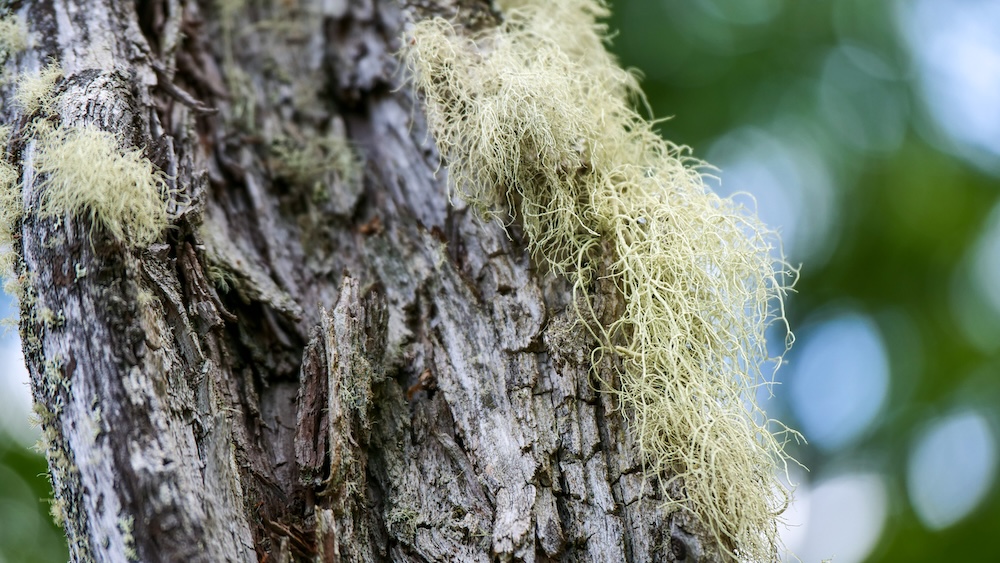 El Chaltén Patagonia moss-covered tree detail in the haunted forest along the Laguna Torre trail El Chaltén Patagonia close-up of pale hanging moss on weathered tree bark in the haunted forest along the Laguna Torre trail in Los Glaciares National Park, highlighting the eerie textures and small photographic details found along the hike.