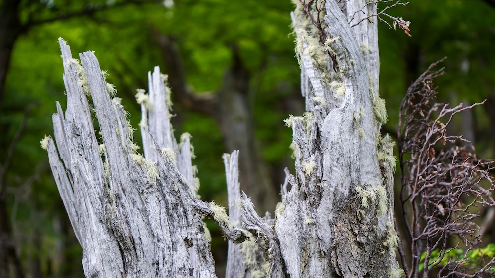 El Chaltén Patagonia haunted forest tree textures along the Laguna Torre hiking trail El Chaltén Patagonia close-up of weathered dead tree trunks covered with pale moss in the haunted forest section of the Laguna Torre trail in Los Glaciares National Park, revealing the eerie textures that make this hike a photographer’s dream.
