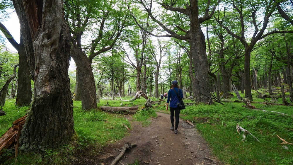 El Chaltén Patagonia Laguna Torre forest hike with Audrey Bergner El Chaltén, Patagonia forest trail on the Laguna Torre hike with Audrey Bergner walking through lush green lenga trees, capturing a peaceful woodland stretch and the scenic journey toward one of Patagonia’s classic treks.