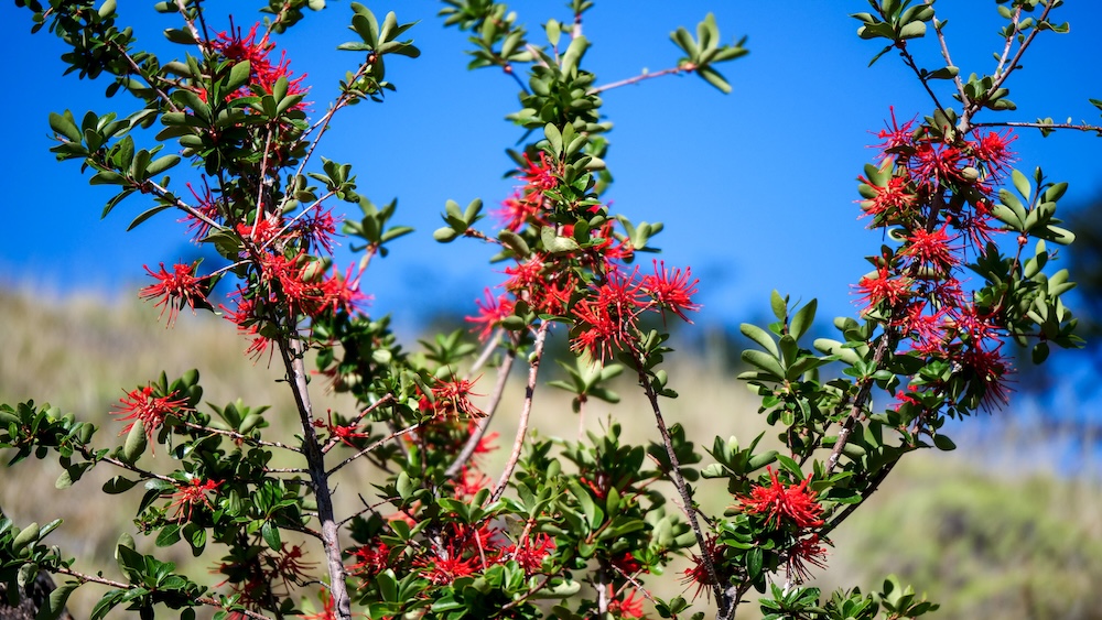 El Chaltén summer wildflowers blooming along Patagonian hiking trails, showcasing vibrant red blossoms and unique mountain vegetation that hikers spot on warm-season treks under clear blue skies.