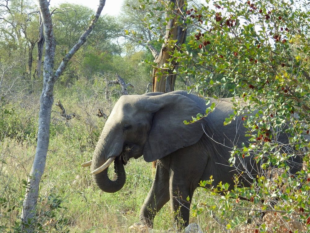 Elephant crossing through the bush on safari in Africa 