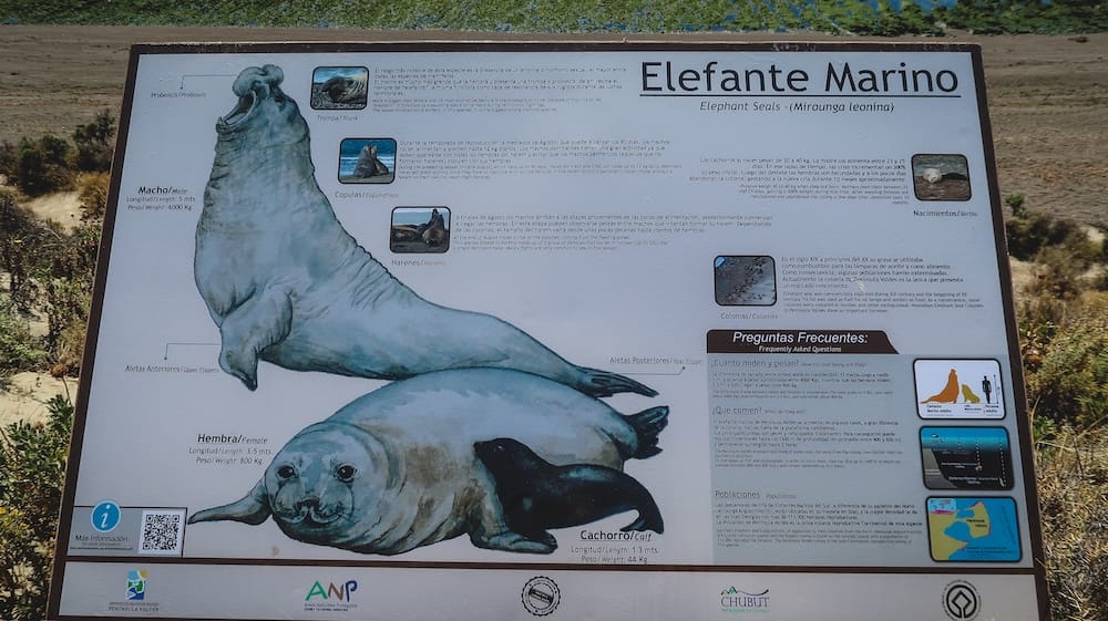 Cartel informativo sobre elefantes marinos en un mirador de Península Valdés, Chubut, Patagonia, Argentina Un cartel bilingüe sobre elefantes marinos se encuentra junto a un mirador costero de Península Valdés, Chubut, Patagonia, Argentina, con ilustraciones del macho, la hembra y la cría, además de datos sobre anatomía, comportamiento y colonias.