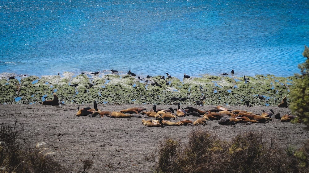 Elefantes marinos descansando en la costa de Península Valdés, Chubut, Patagonia, Argentina, vistos desde arriba Un grupo de elefantes marinos descansa sobre una costa oscura de Península Valdés, Chubut, Patagonia, Argentina, con agua azul brillante y otros animales marinos dispersos junto al borde rocoso del fondo.