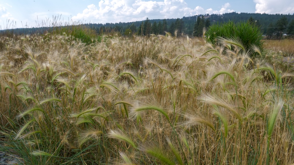 Elizabeth Lake in Cranbrook, BC featuring soft grasslands and wetland vegetation moving in the breeze, with layered natural textures, distant trees, and open skies that capture the calm, spacious feel of this urban nature escape.

