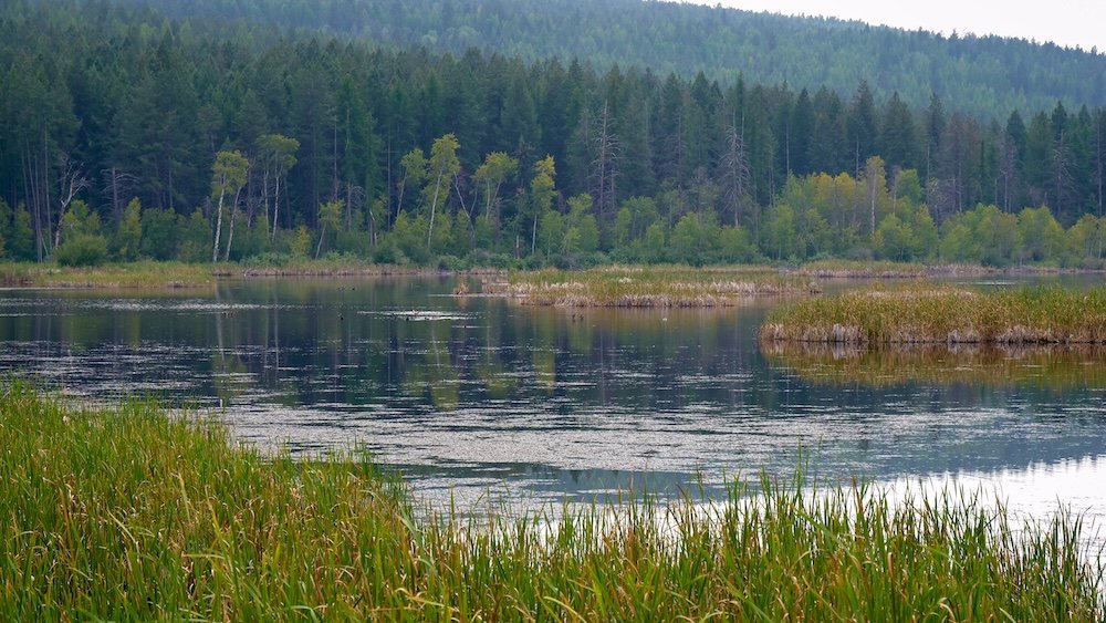 Elizabeth Lake in Cranbrook, British Columbia, showing calm reflective water, wetland grasses, and forested hills in the background, highlighting why this peaceful nature sanctuary is one of the most relaxing and scenic stops on a Cranbrook day trip.
